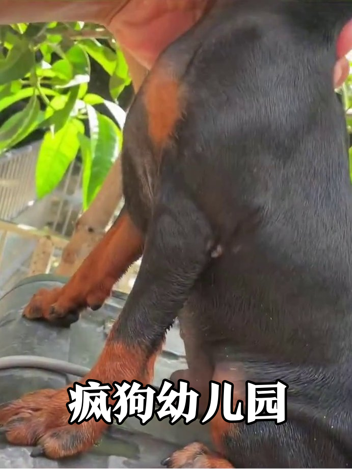 小狗被抓脖秒变表情包,一放出来直接开启疯玩模式!