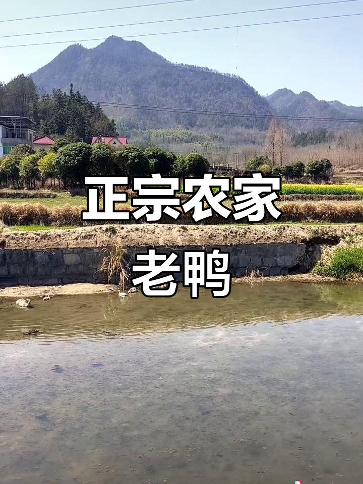 农村正宗老鸭,纯粮食喂养的土味美味
