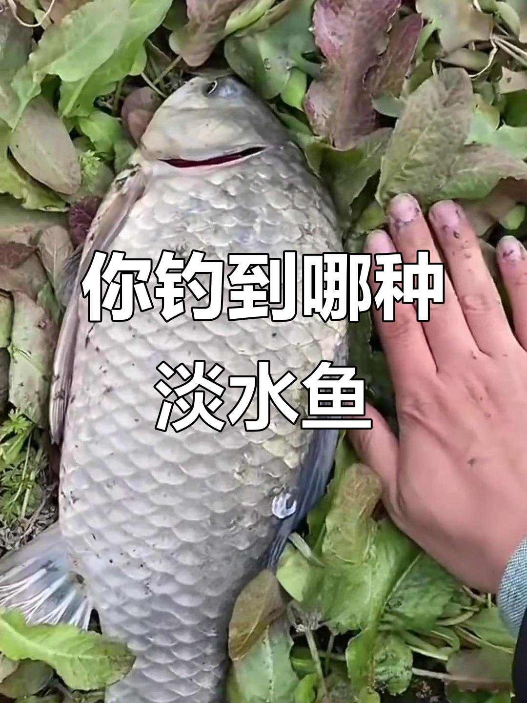 淡水鱼大揭秘:这些你钓过几种?
