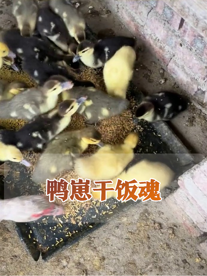 小黄鸭小黑鸭抢食大战,老鸭子蹭饭毫不客气