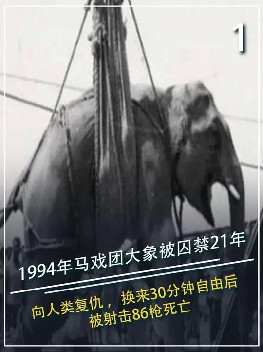 1994年录像,马戏团大象被囚禁21年后向人类复仇,换来30分钟自由后,被射击86枪死亡#