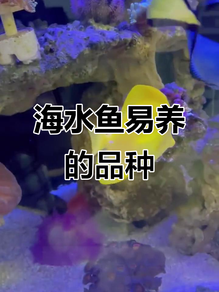 海水鱼中这些最容易养,颜色艳丽又可爱