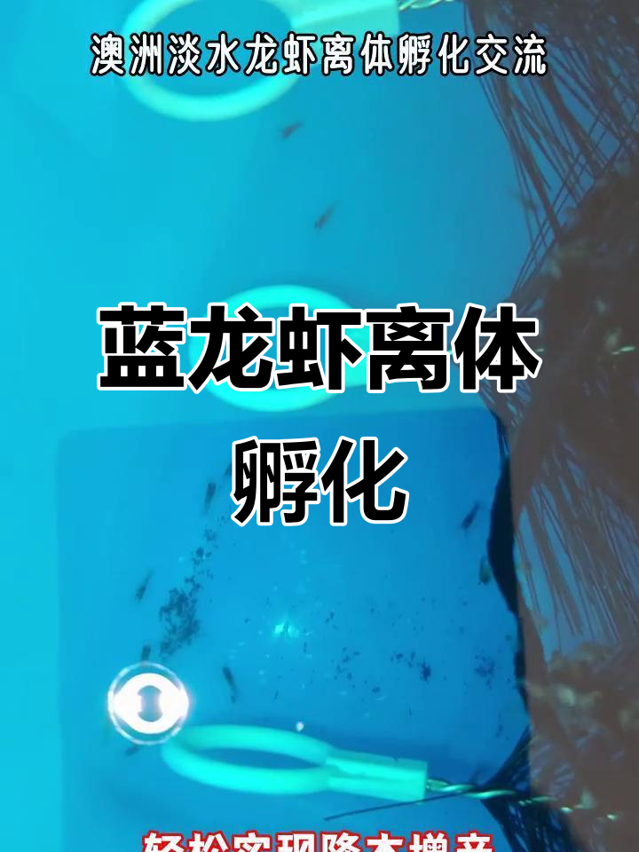离体孵化技术突破,澳洲蓝龙虾养殖效率大幅提升