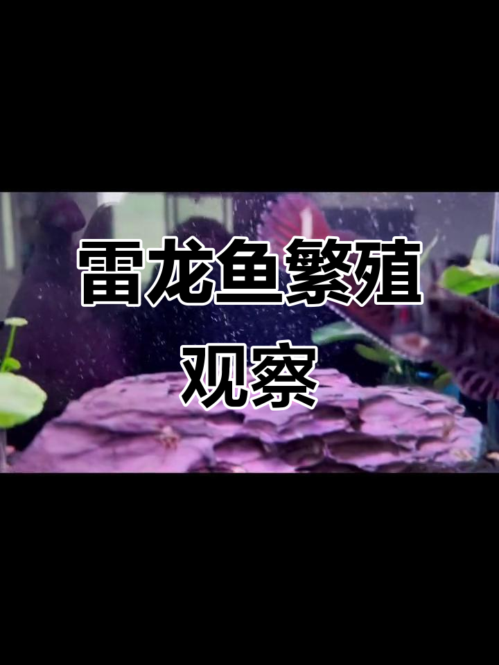 幻红与幻蓝雷龙鱼入缸,今晚不打架,明天再看看