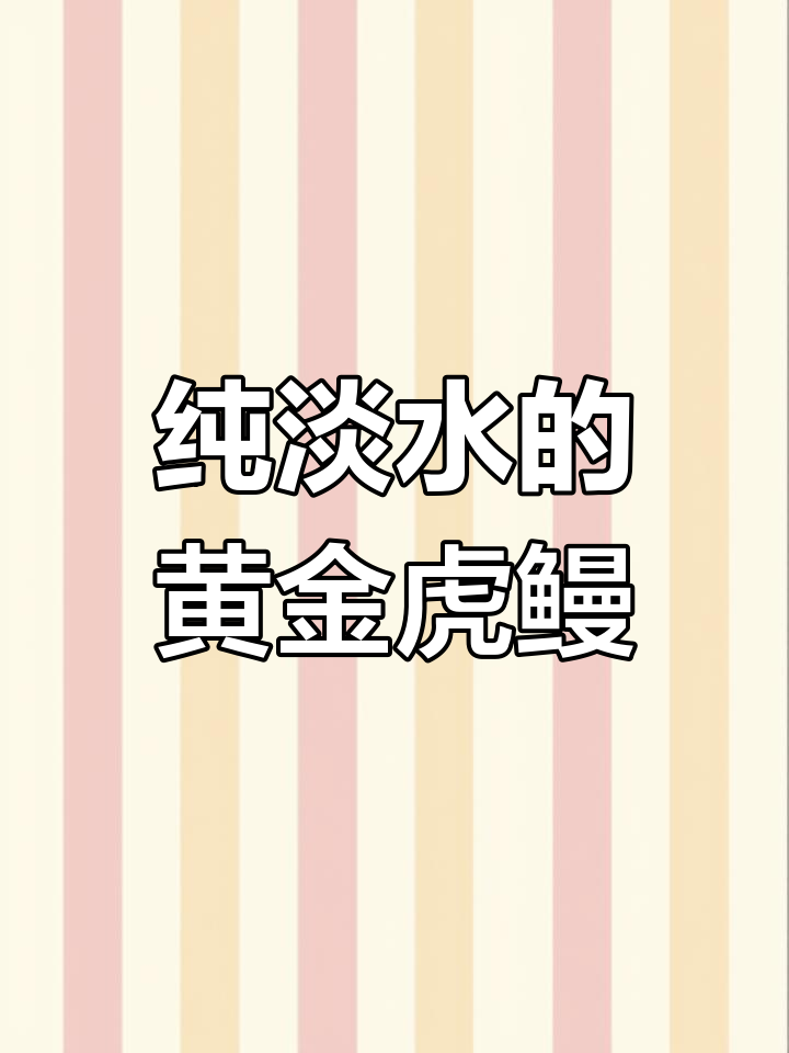 黄金虎鳗:唯一淡水饲养的神奇生物