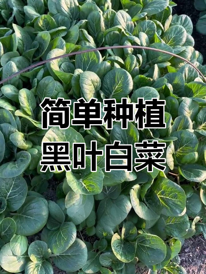 在家轻松种出软糯黑叶小白菜,一个月就能吃到