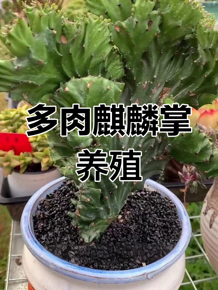 麒麟掌养护技巧大揭秘