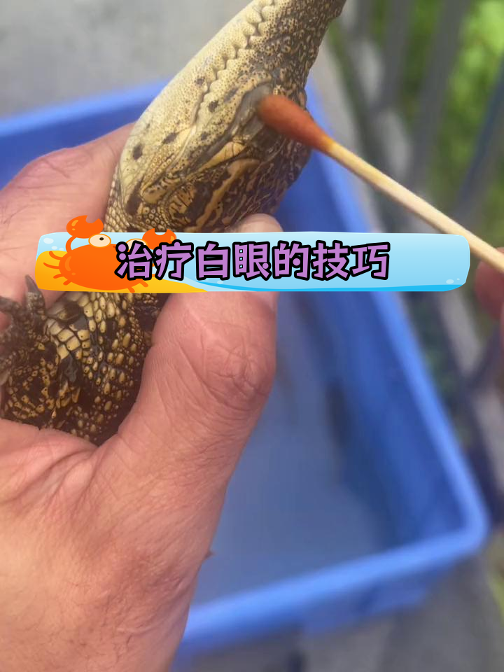 白眼鱼治疗全攻略