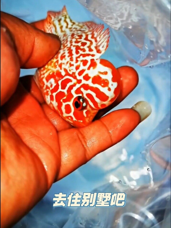 泰国进口罗汉鱼——火凤凰