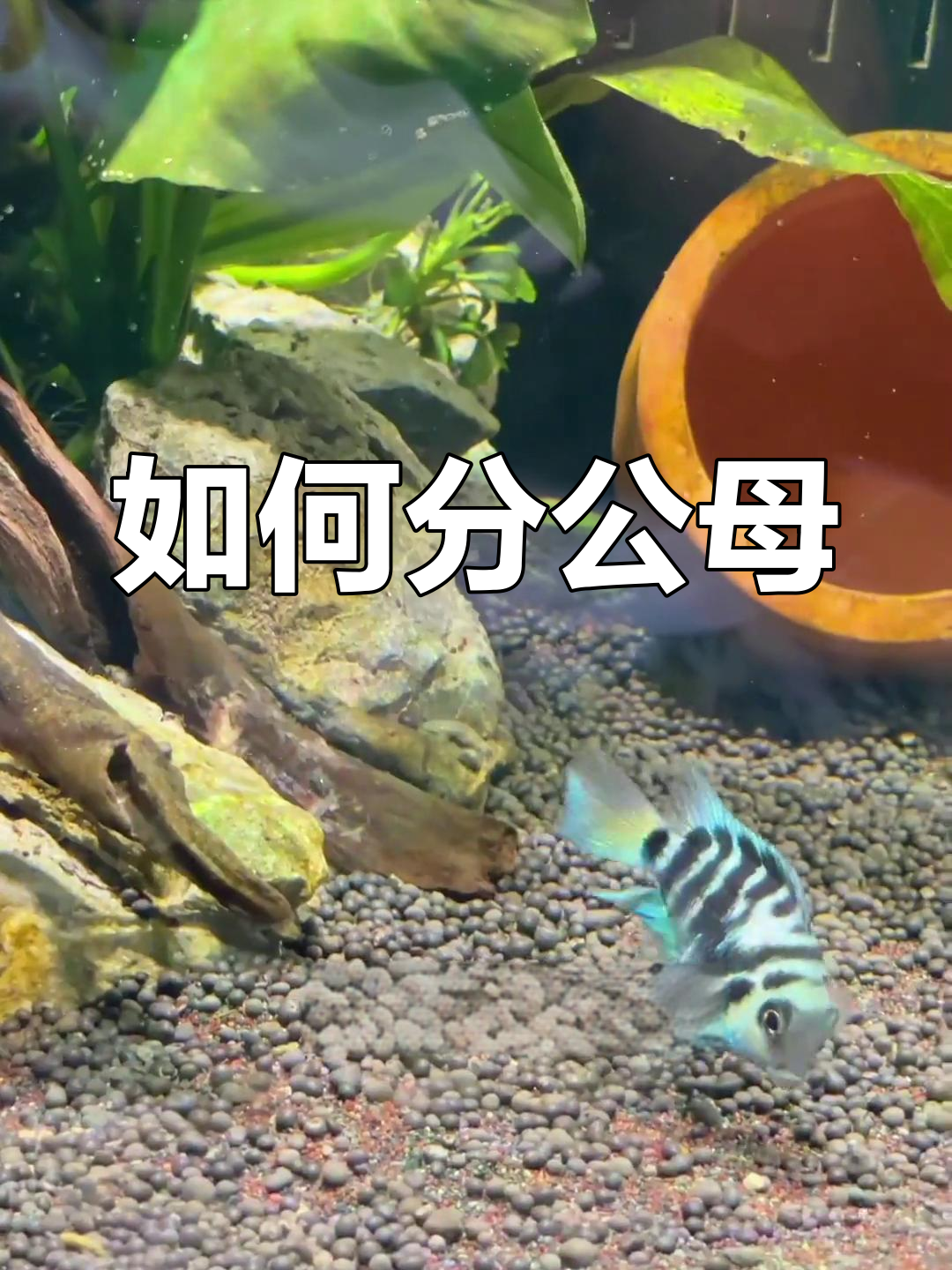 迷你鹦鹉公母辨别技巧