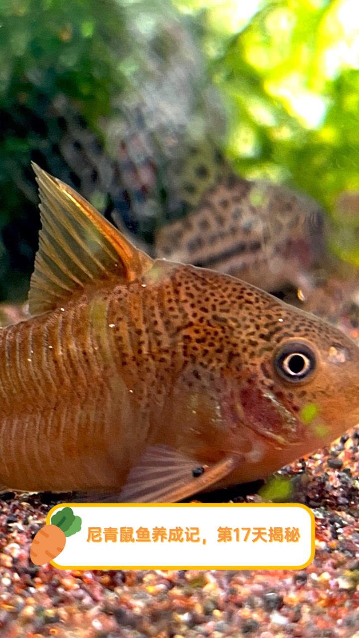 尼青鼠鱼养成记,第17天揭秘