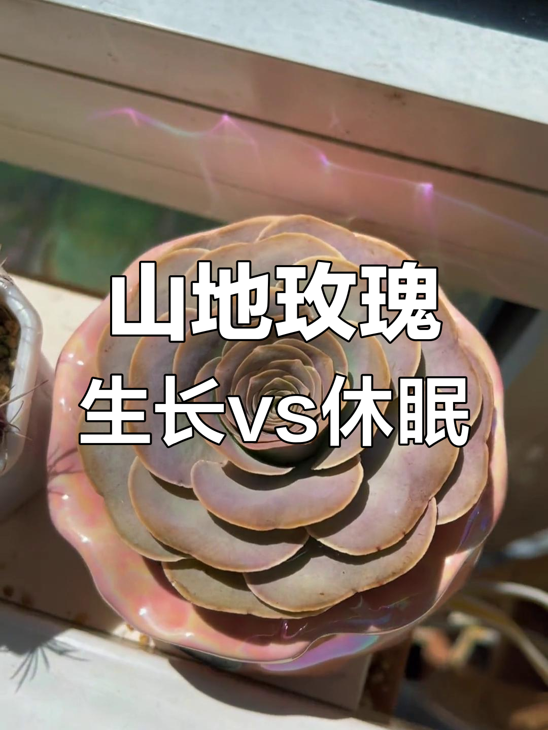 山地玫瑰生长期与休眠期对比,哪种状态更美?