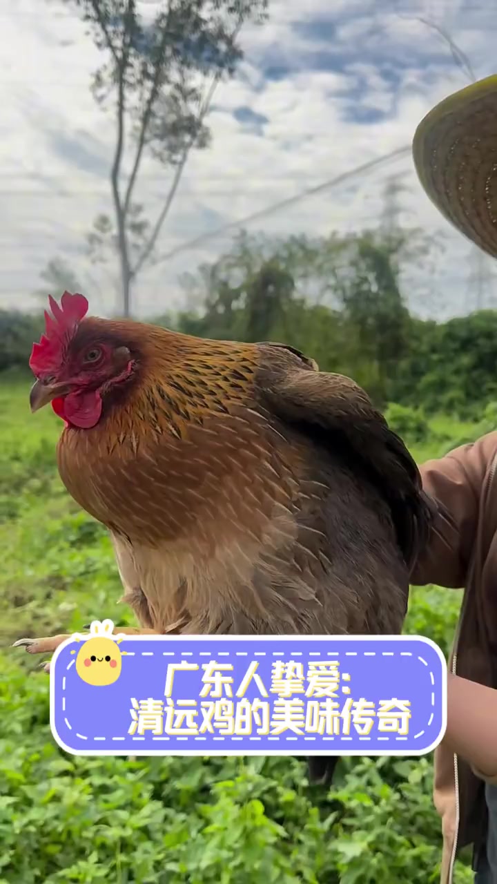 广东人挚爱:清远鸡的美味传奇