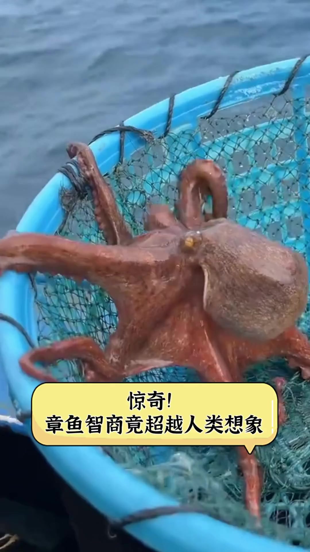 惊奇!章鱼智商竟超越人类想象