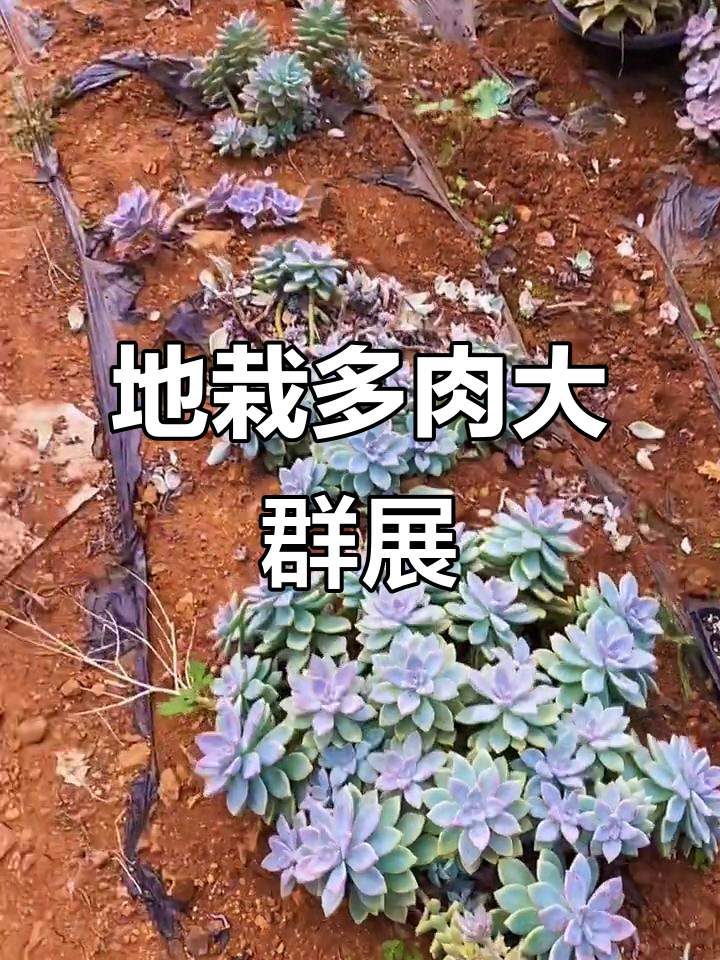 适合露养的多肉植物,悬崖桩大群生长展示