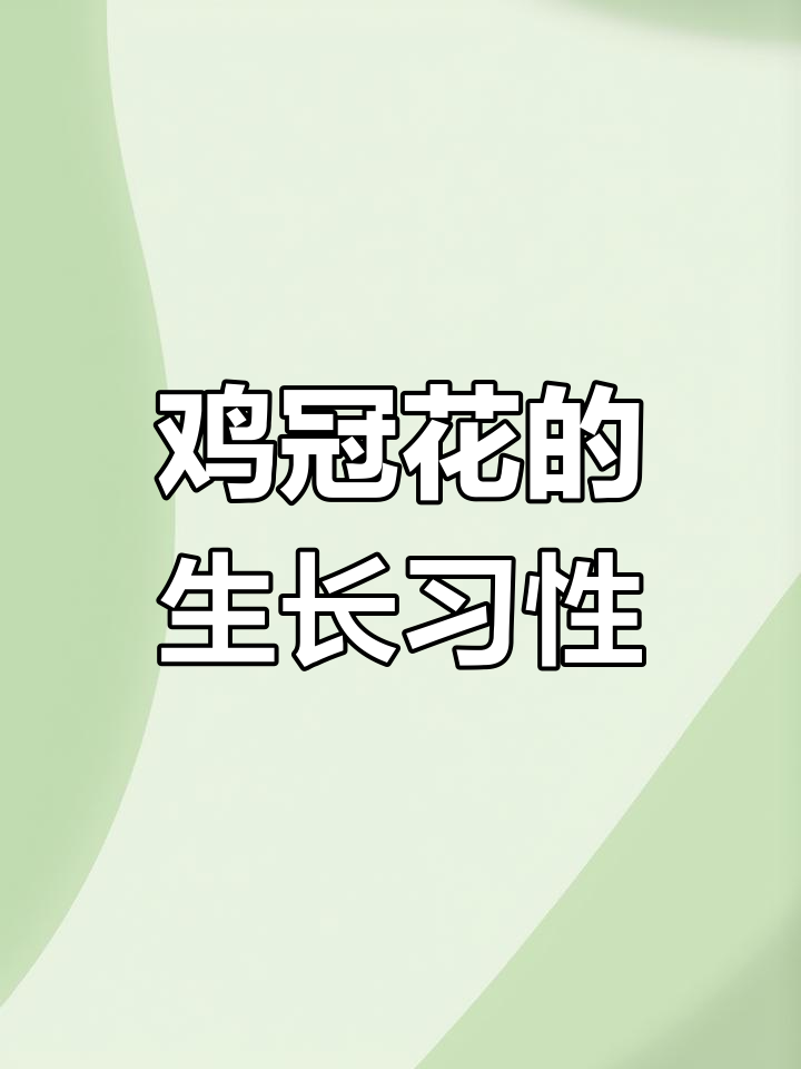 鸡冠花:四季常开花,耐旱喜阳