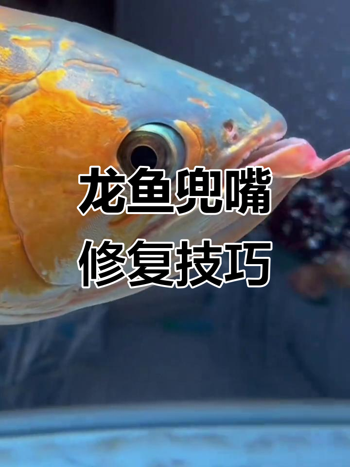 龙鱼兜嘴修复，尺寸小时做效果更佳，避免后期更大问题