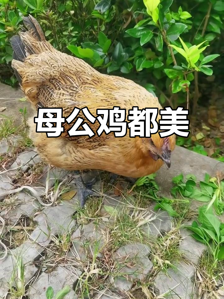 公鸡和母鸡一样美丽,跑步更显魅力