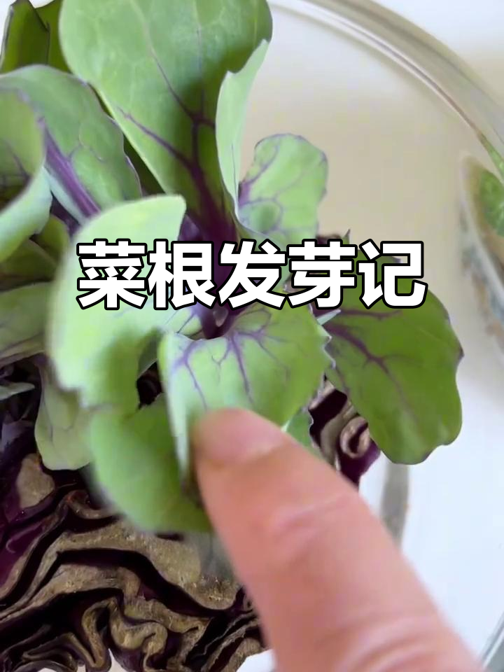 菜根重生,大白菜和紫圆菜的奇妙变化
