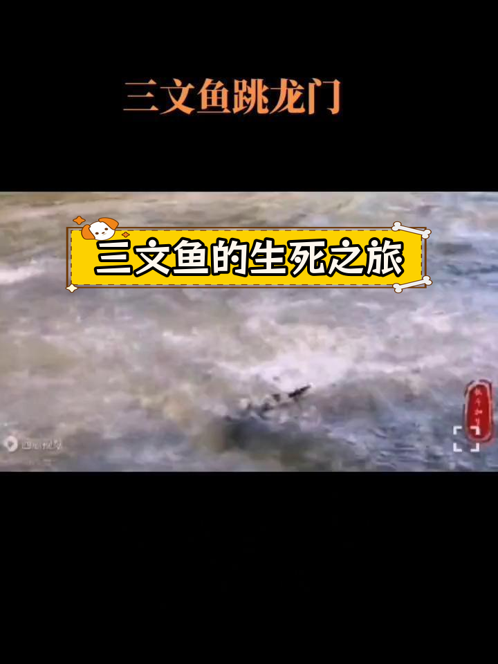 三文鱼洄游的悲壮旅程