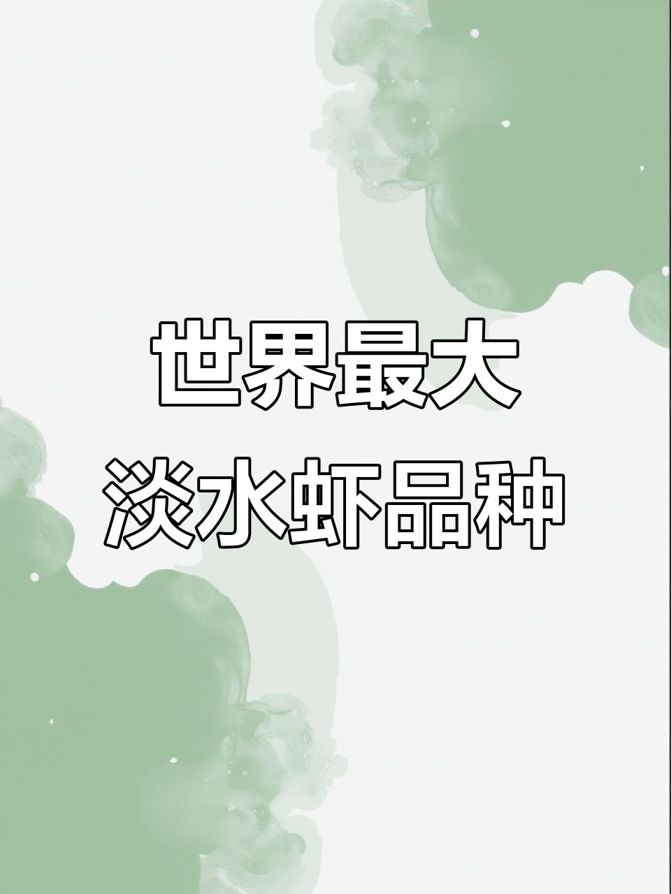 探秘世界上最大的淡水虾:罗氏沼虾的养殖前景与美味