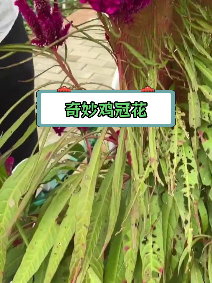 鸡冠花的多重功效,你了解吗?