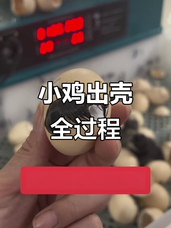21天孵化小鸡,破壳瞬间太可爱了
