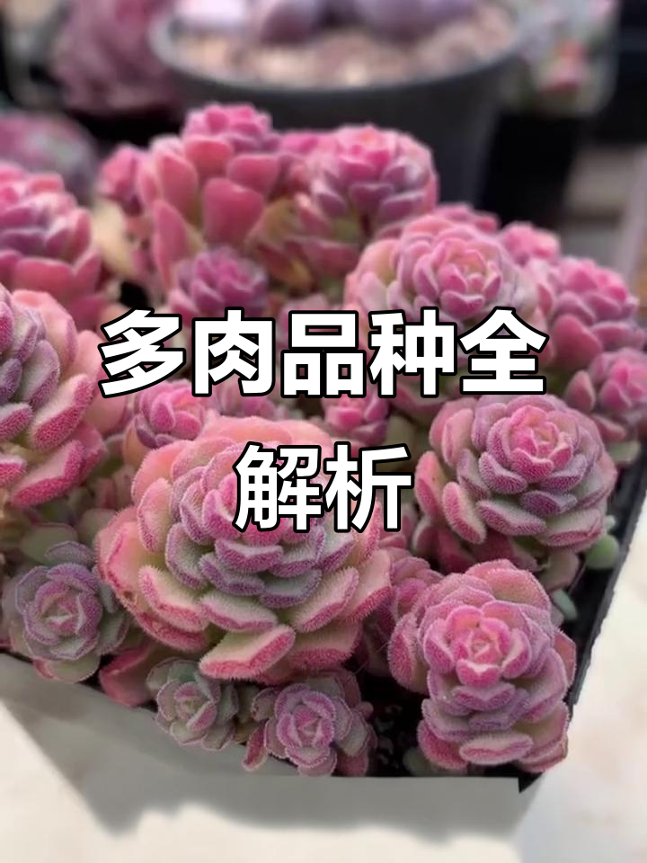 常见多肉品种大揭秘:从劳伦斯到春之奇迹