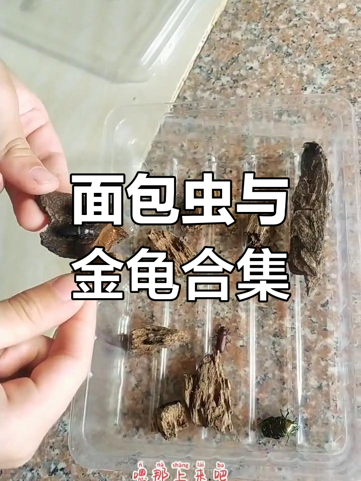 面包虫成虫大揭秘,翅膀破损的金龟也现身!