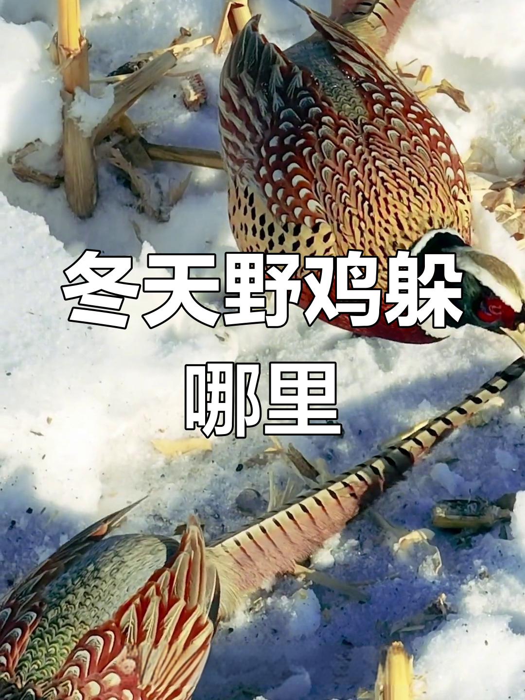 冬季野鸡的藏身之处