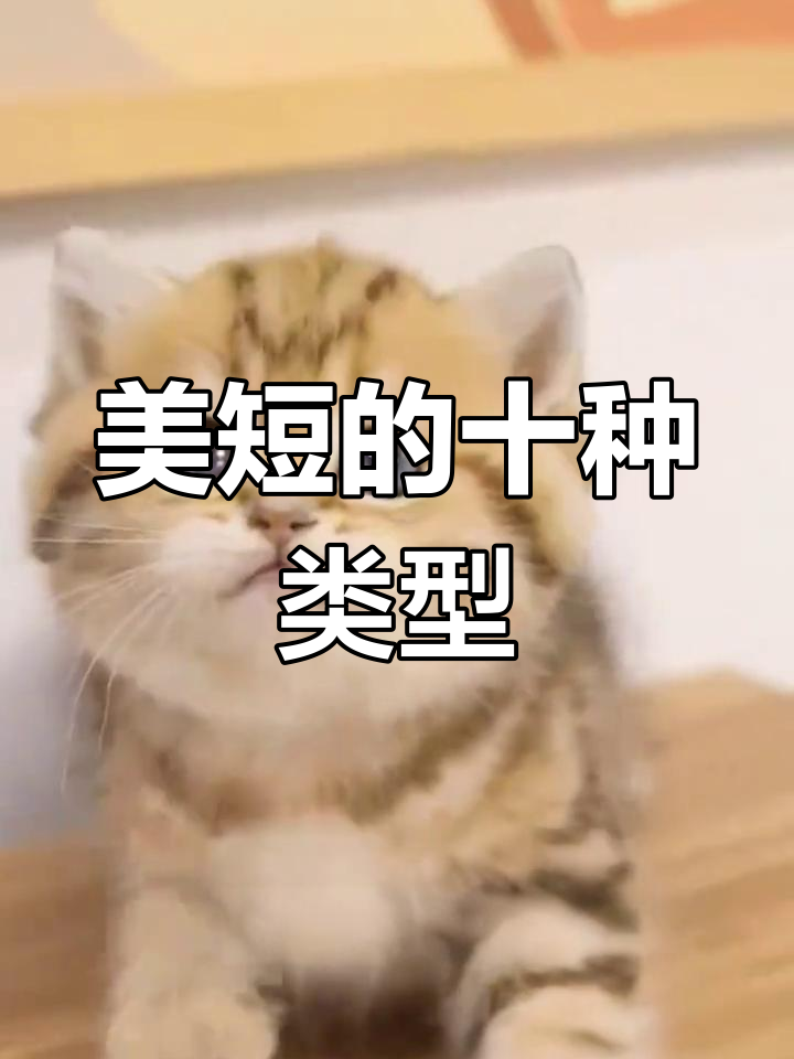 美短猫的十大常见品种,你家养的是哪一种?