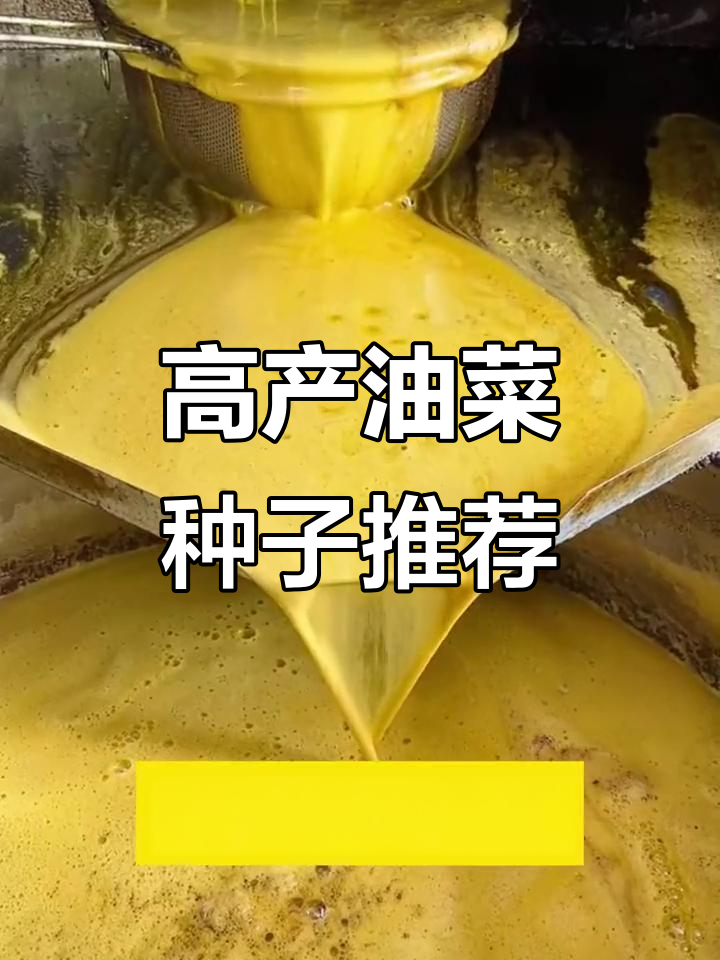 油菜籽收割季,选对品种高产又健康