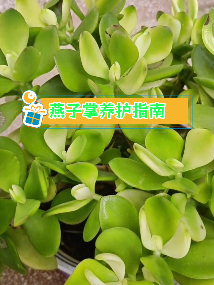 燕子掌:四季常绿的多肉植物