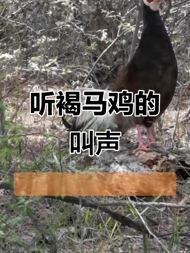 山西沁源褐马鸡叫声大揭秘，国家一级保护动物的声音你听过吗？
