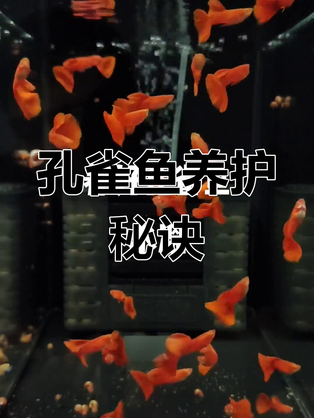 孔雀鱼最佳温度23-26度,亚成全红更易养