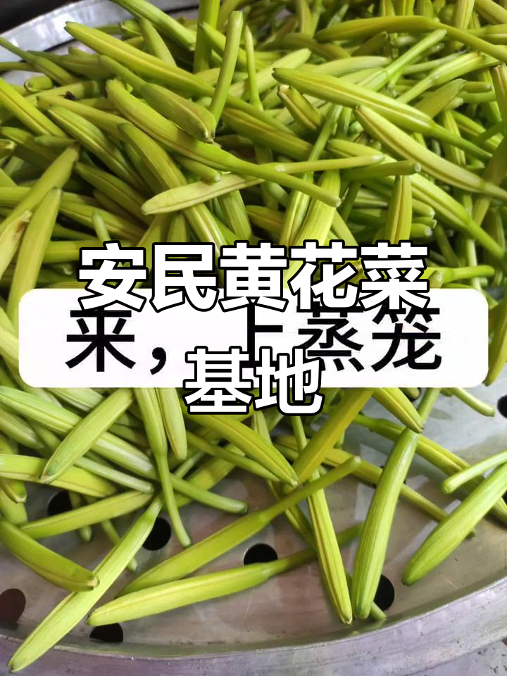 祁东安民黄花菜基地:阳光下的美丽科研园