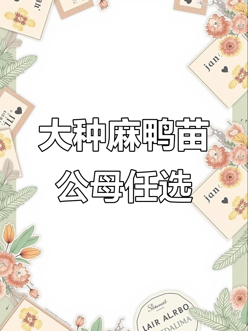 半斤大种麻鸭苗,公母可选,疫苗齐全,全国发货