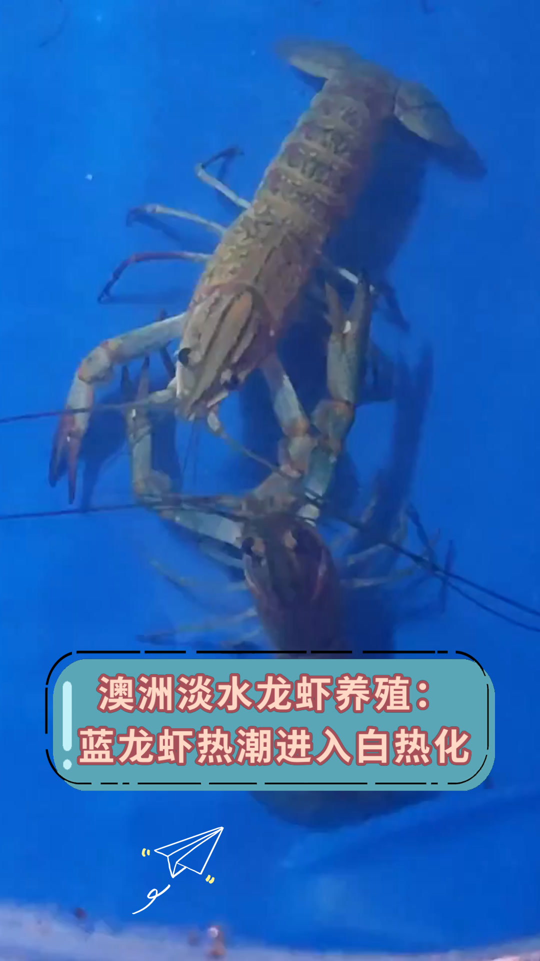 澳洲淡水龙虾养殖:蓝龙虾热潮进入白热化