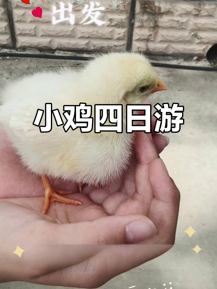 小鸡四天大变样,萌态十足!带它们出去散步超可爱