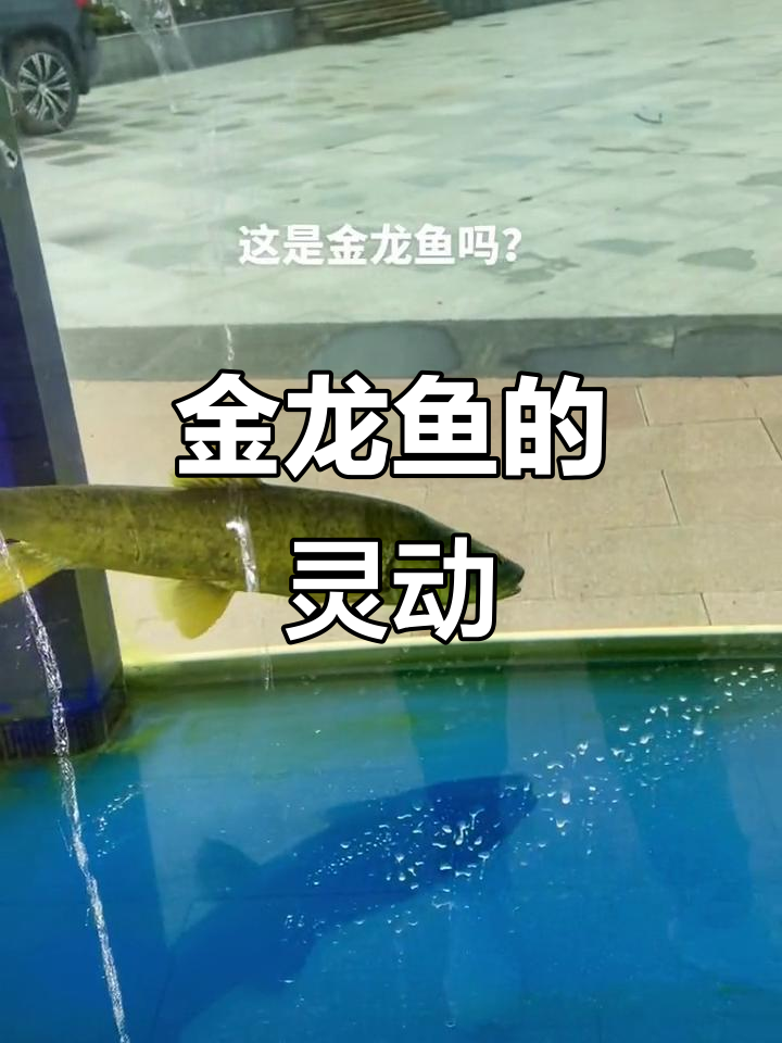 青海湖的金龙鱼,灵性之美尽显