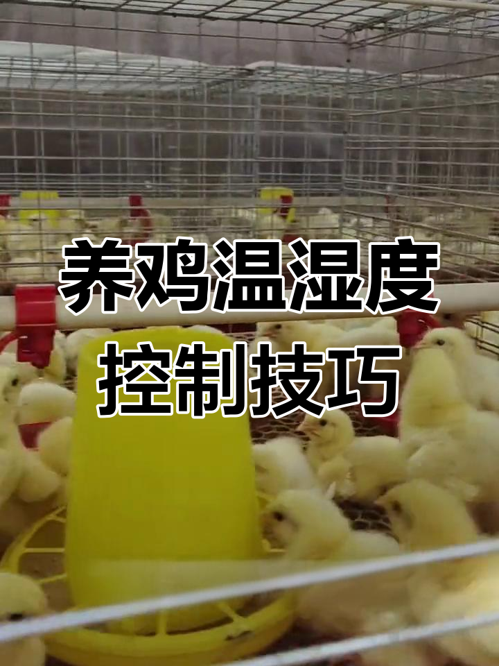 肉鸡养殖温度管理要点,避免感冒风险