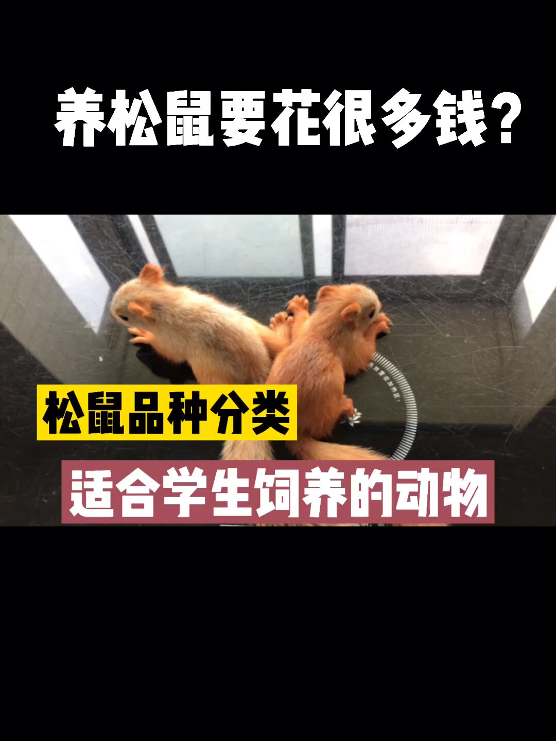 预算低,适合学生饲养的宠物,松鼠品种介绍