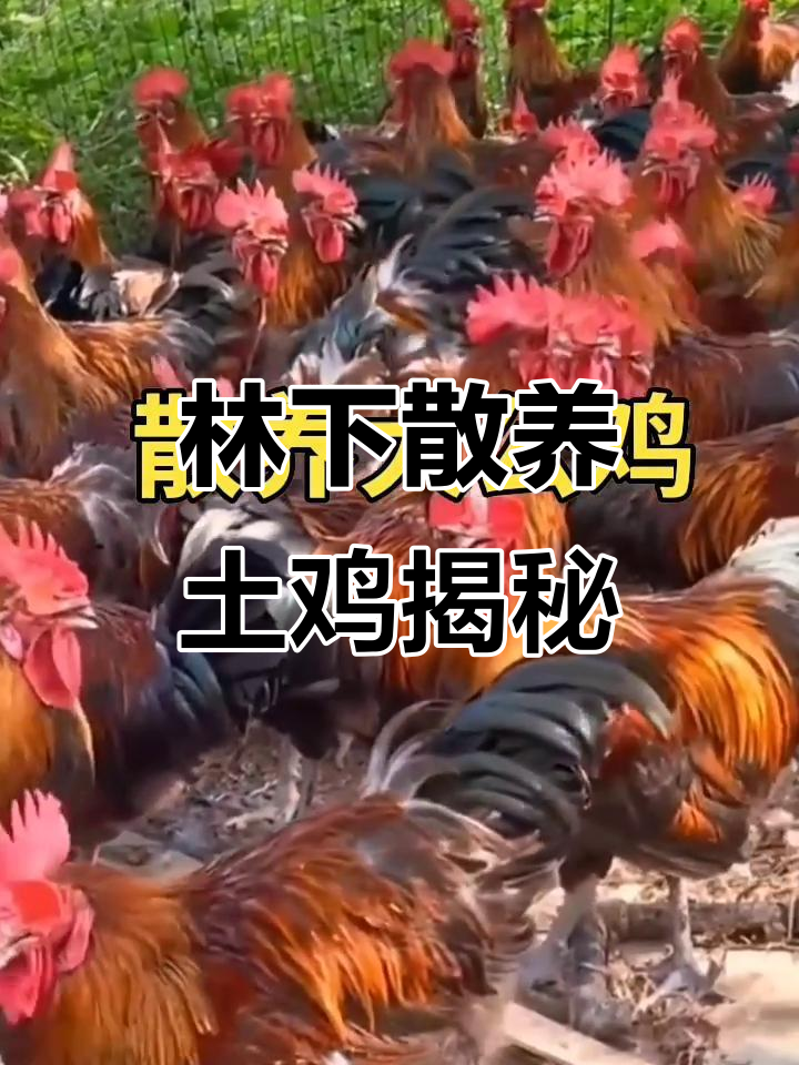走进农家散养土鸡的林间生活,体验原生态养殖环境