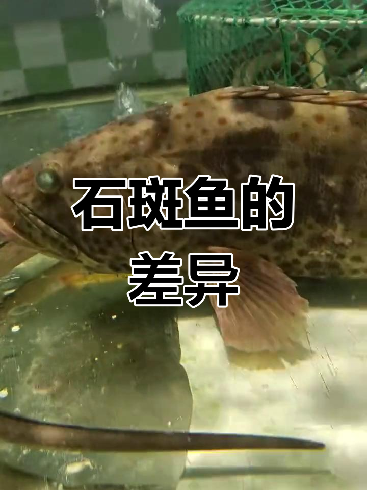 野生与养殖青斑石斑鱼的区别,如何辨别真假