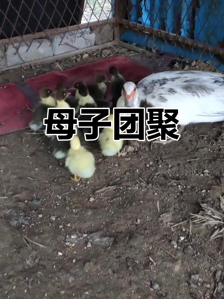 红嘴鸭默默带10只宝宝回归自然,萌态尽显!