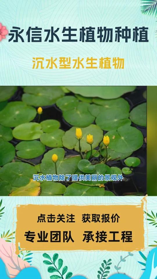 轮叶黑藻草籽价格 沉水型水生植物 沉水水生植物种植 沉水水生植物种植工程 沉水水生植物基地
