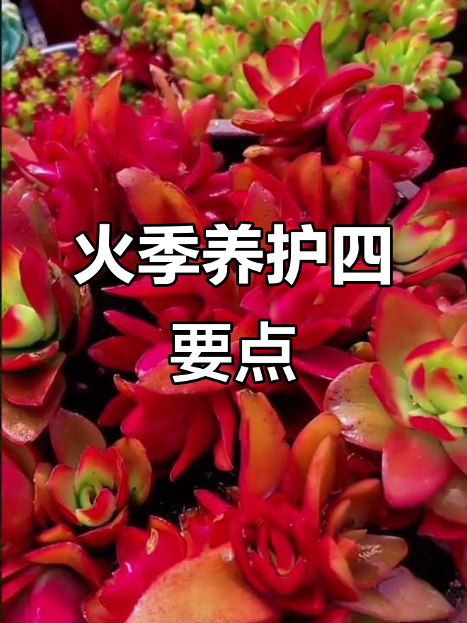 火鸡养殖技巧:光照、浇水与换盆全攻略