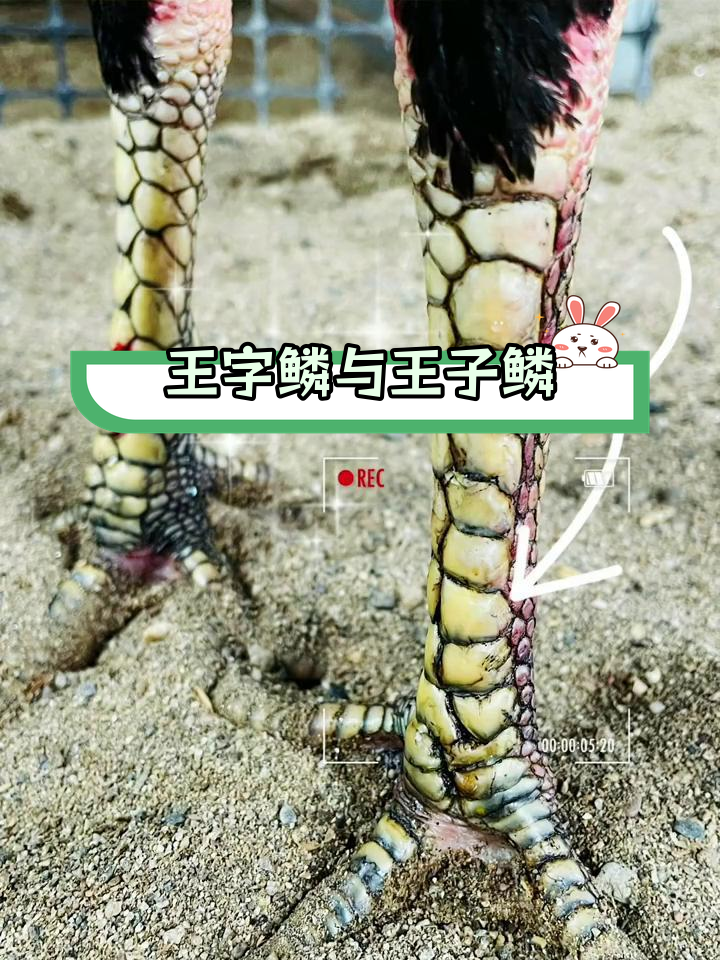 越南斗鸡鳞片解析:王字鳞与王子鳞