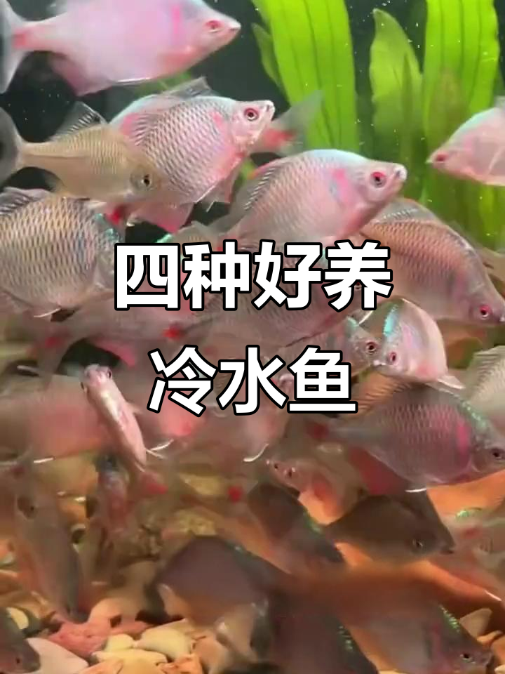 盘点四种最适合家养的冷水鱼,轻松上手!