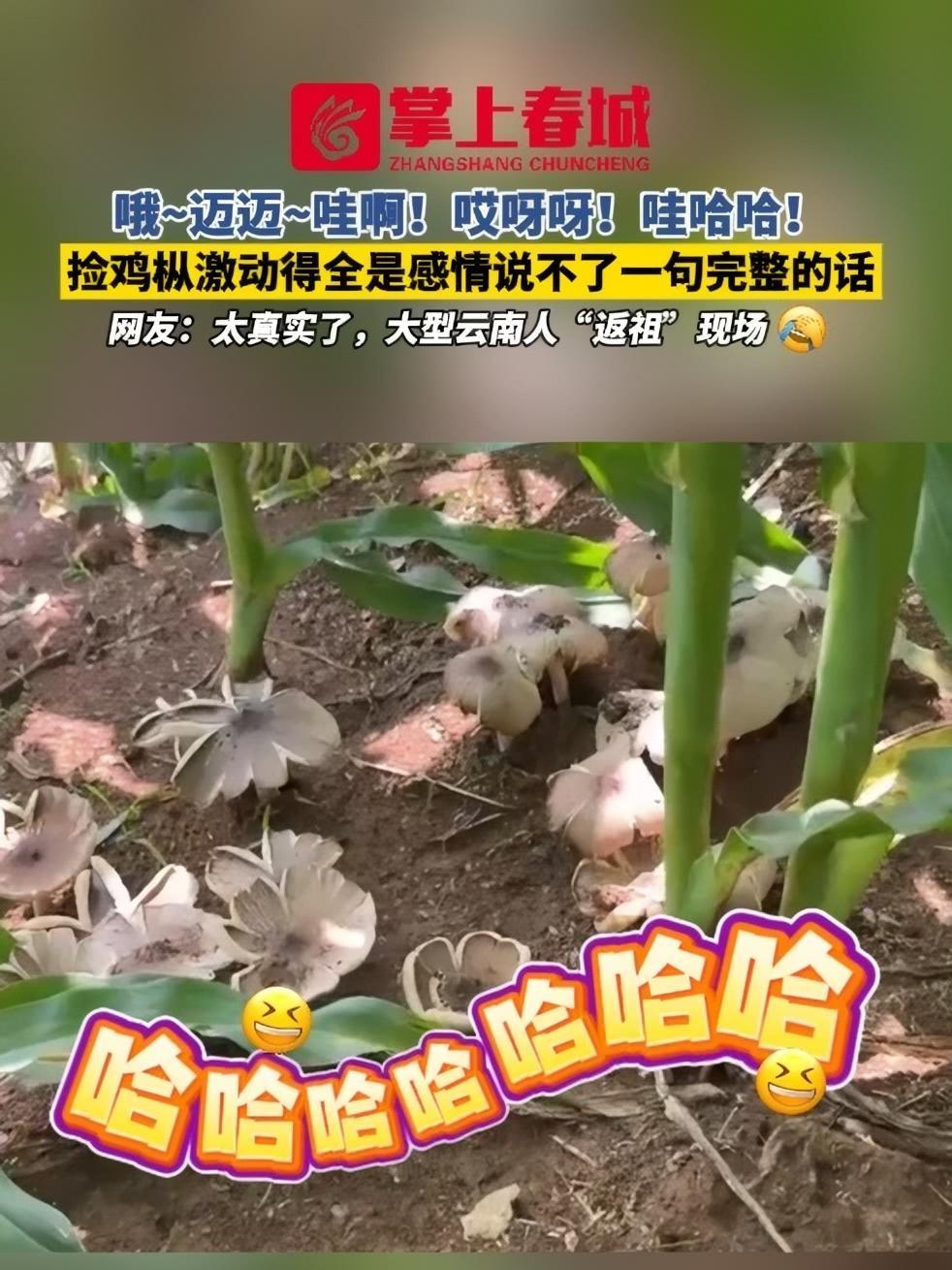 哦~迈迈~哇啊！哎呀呀！哇哈哈！捡鸡枞激动得全是感情说不了一句完整的话，网友：太真实了，大